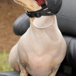 dachsund with a helmet