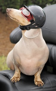 dachsund with a helmet